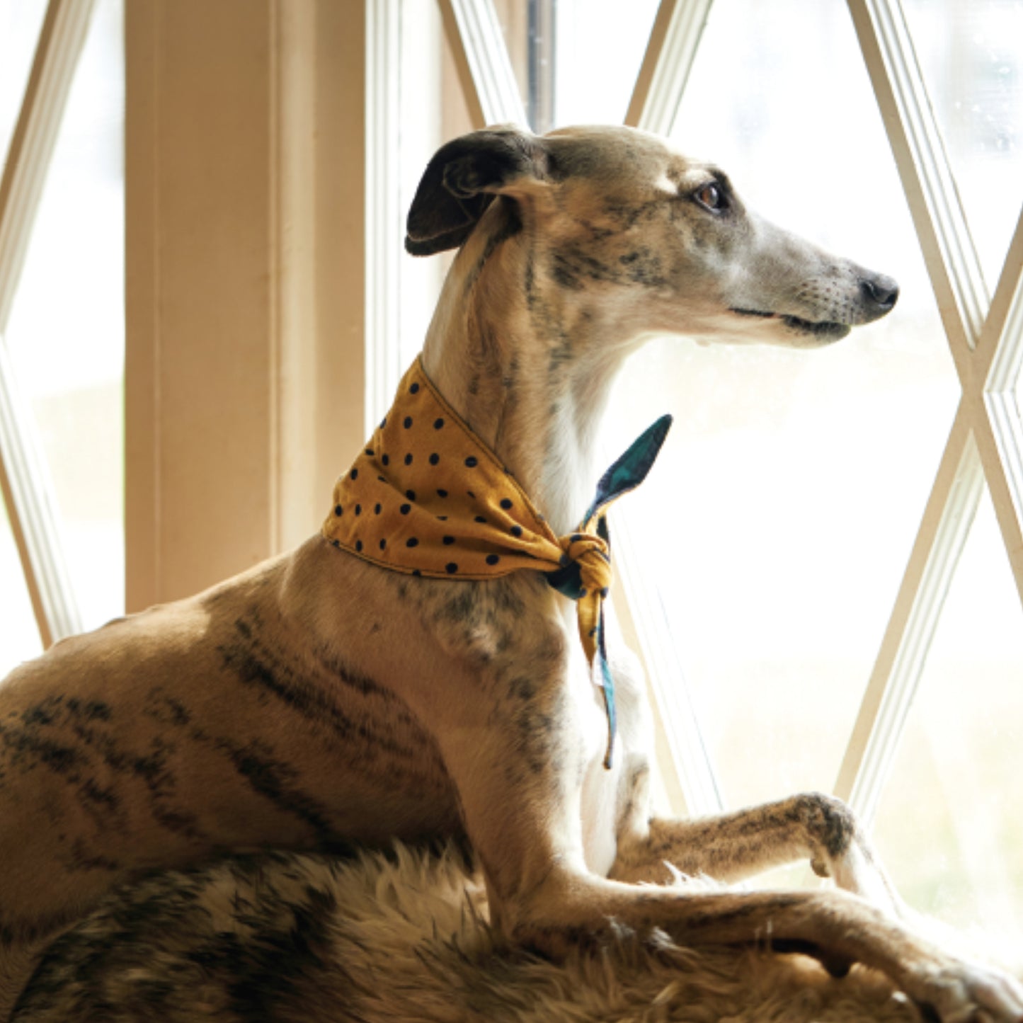 Lenço WANDER Dog Reversible Bandana